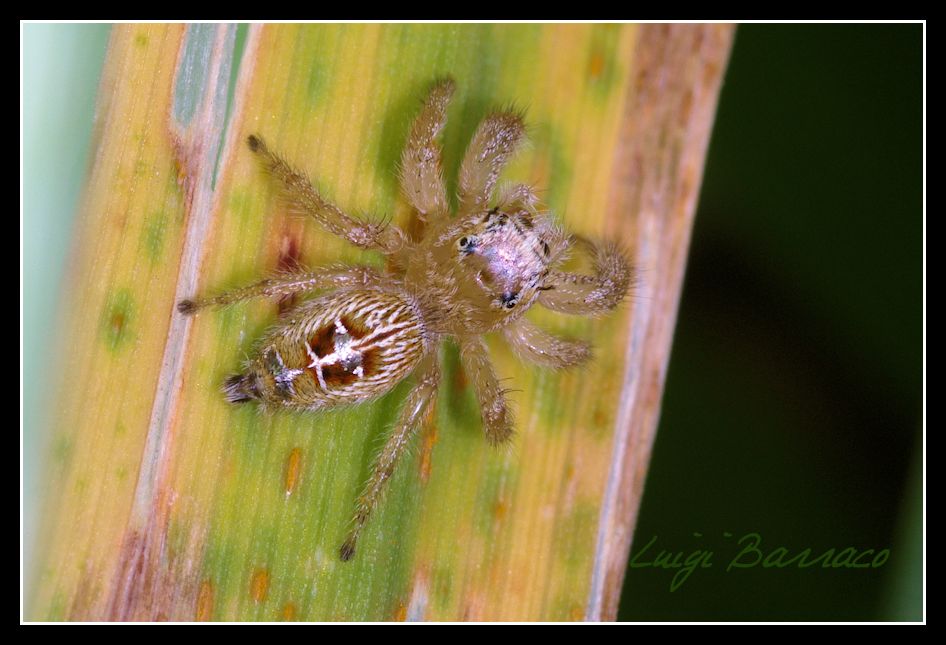 Giocando a nascondino:Thyene imperialis - Paceco (TP)