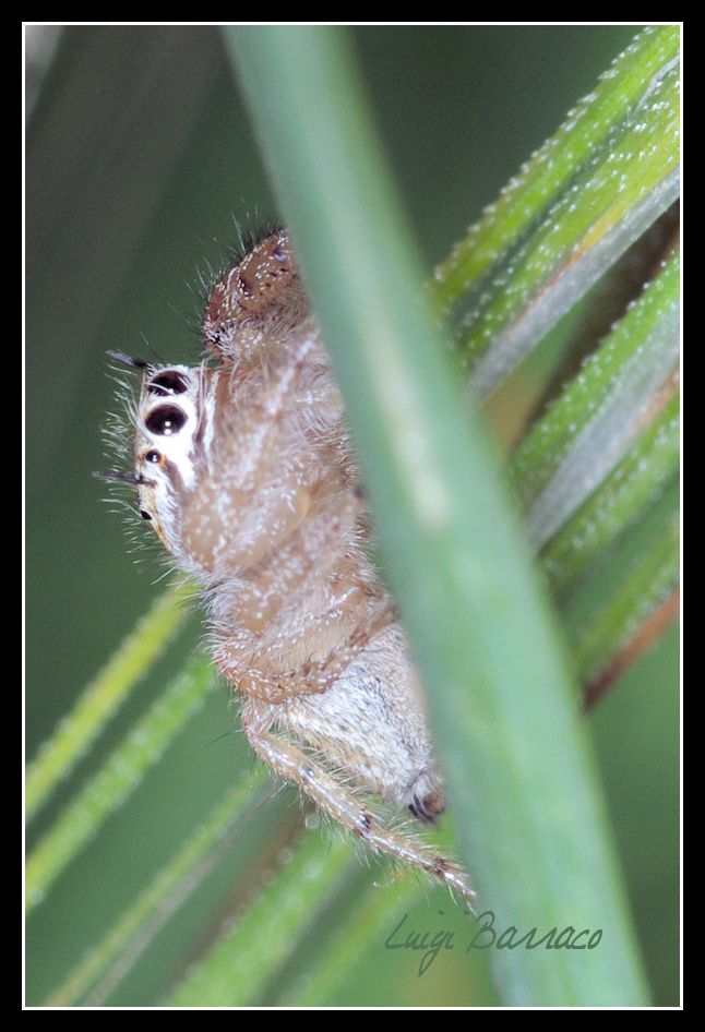 Giocando a nascondino:Thyene imperialis - Paceco (TP)