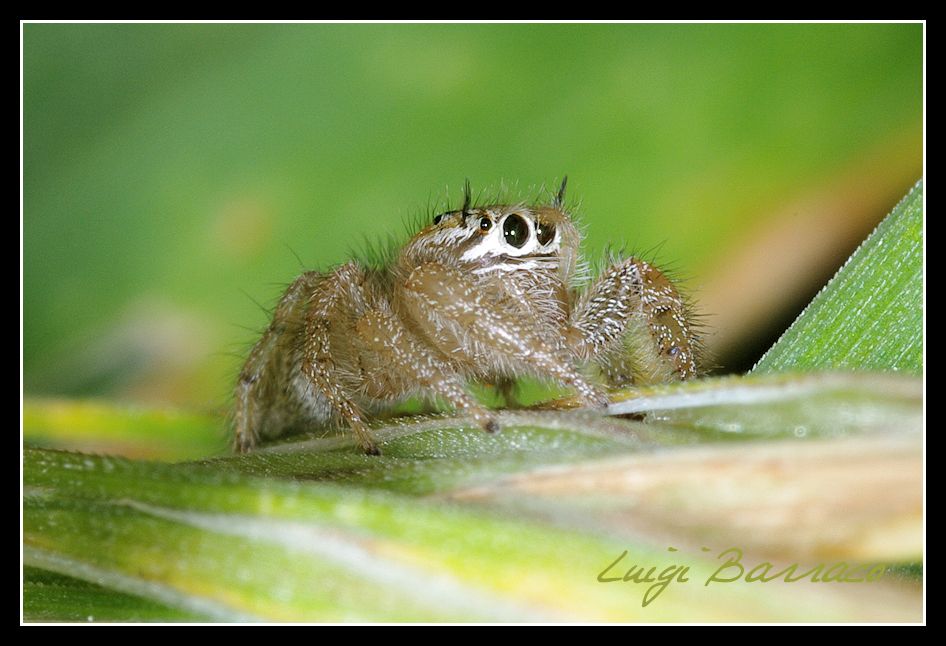 Giocando a nascondino:Thyene imperialis - Paceco (TP)