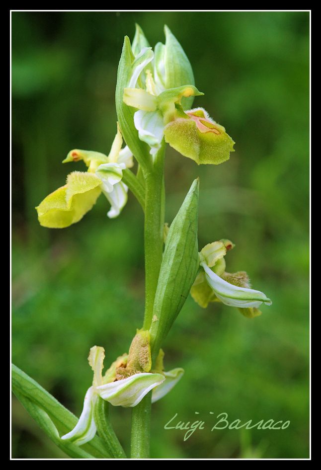 Rieccola , Ophrys apocromatica