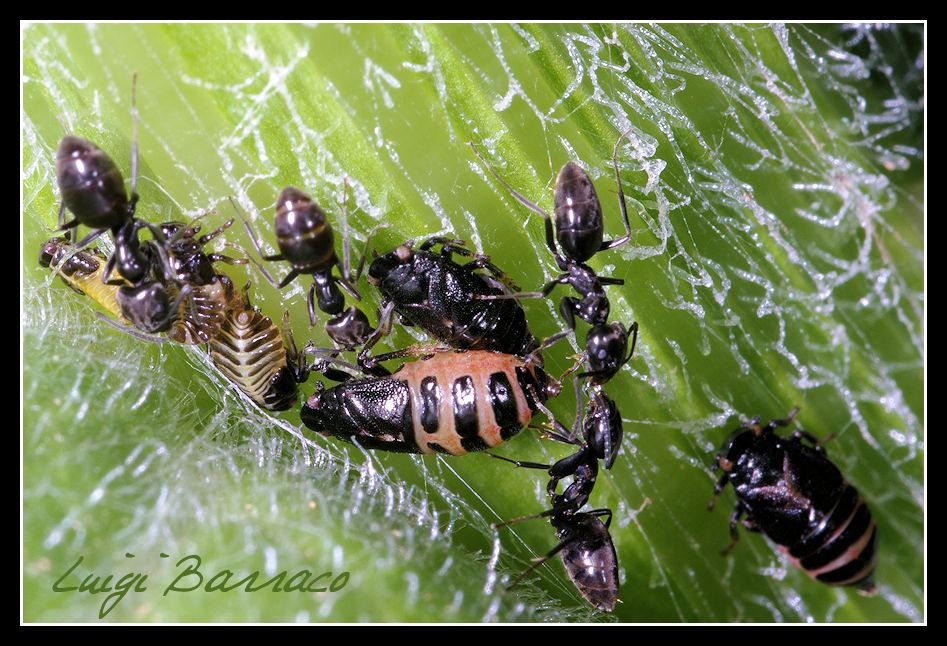 Filiera lunga e filiera corta:Trofallassi e....Coprofagia