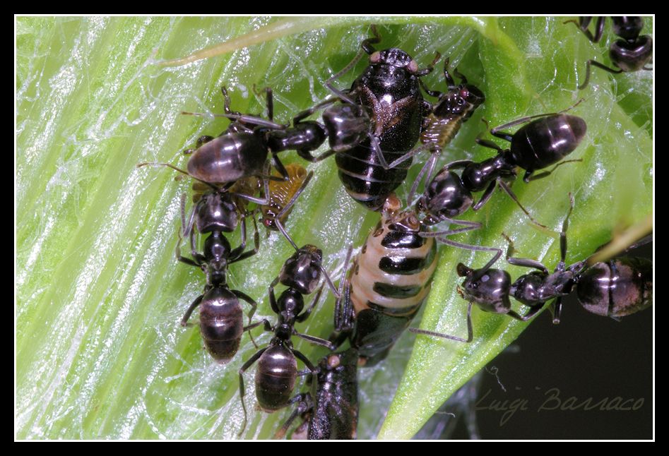 Filiera lunga e filiera corta:Trofallassi e....Coprofagia