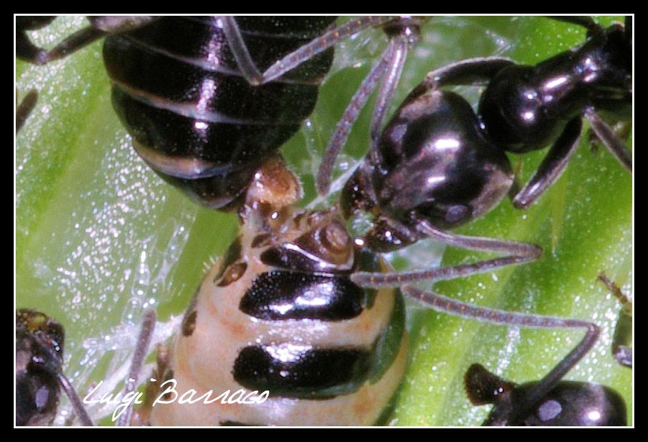 Filiera lunga e filiera corta:Trofallassi e....Coprofagia