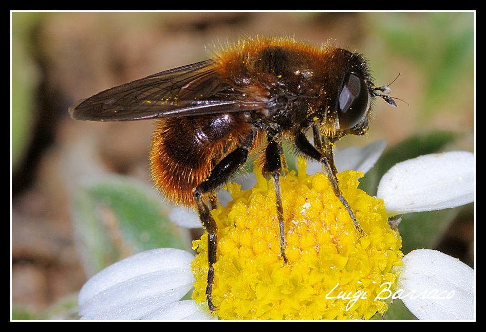 Cheilosia chrysocoma?