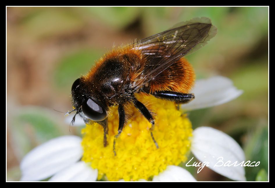 Cheilosia chrysocoma?