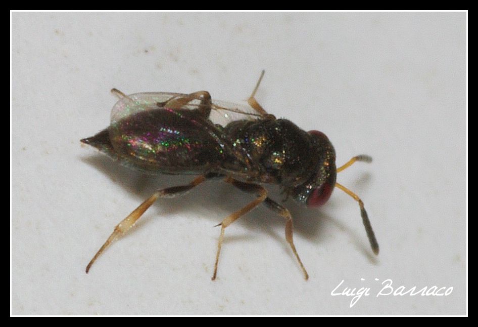 Cynipidae ?