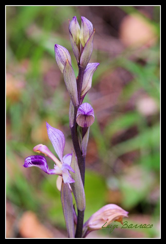 Serapias cordigera