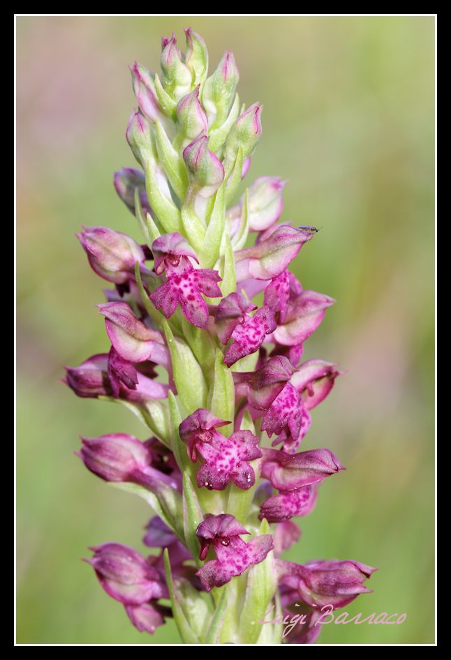 La mia prima Anacamptis coriophora