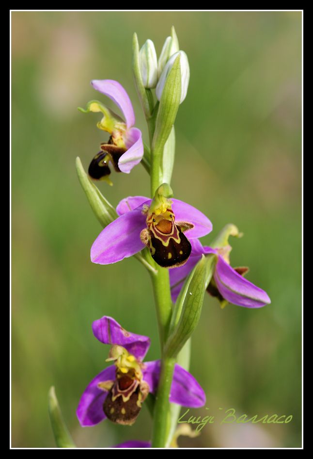 La mia prima Anacamptis coriophora