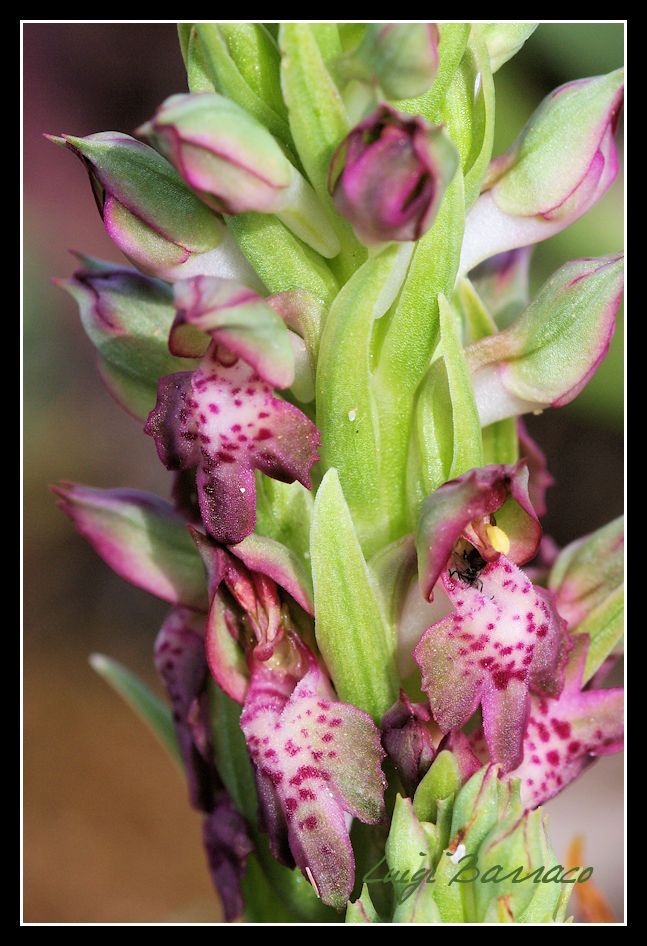 La mia prima Anacamptis coriophora