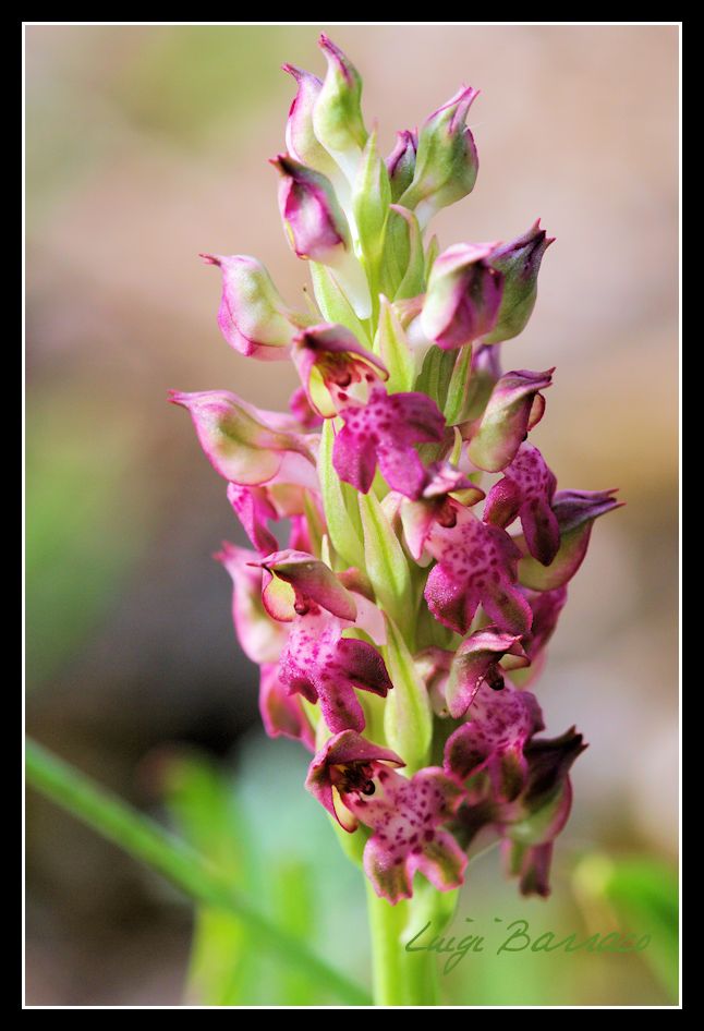 La mia prima Anacamptis coriophora