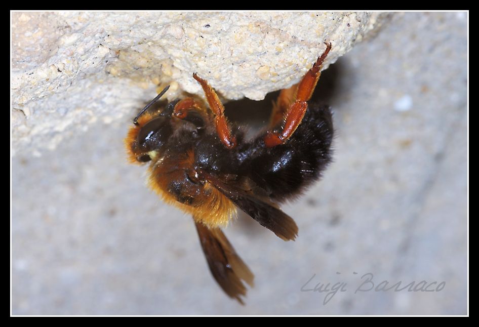 Scroccone o predatrici?Crematogaster scutellaris/Chalicodoma