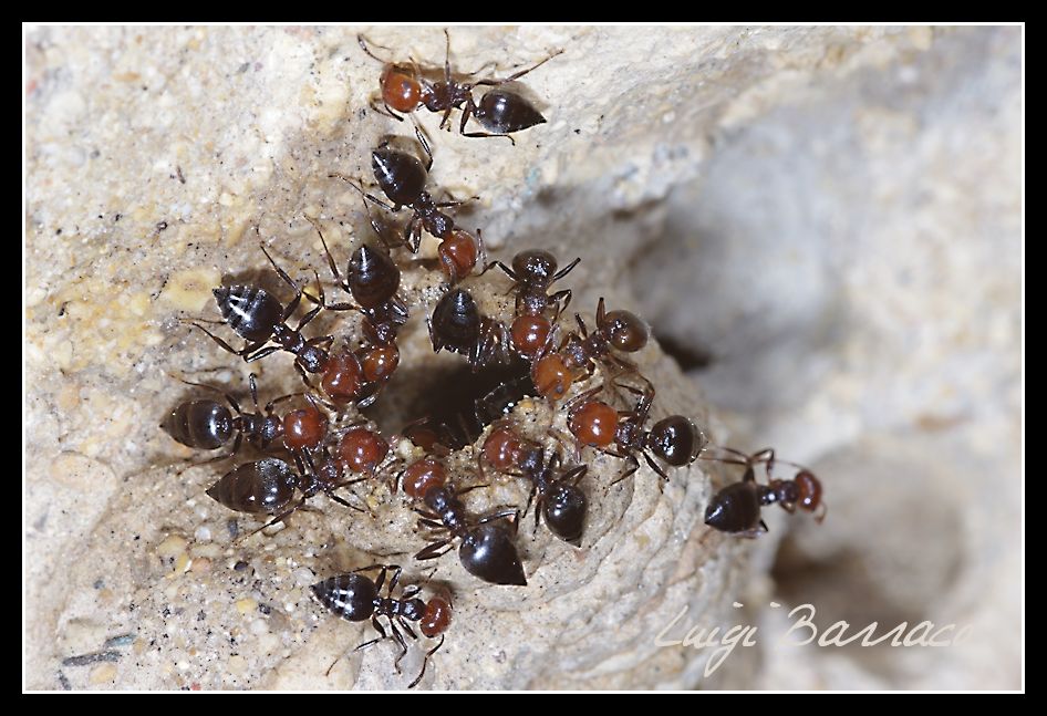 Scroccone o predatrici?Crematogaster scutellaris/Chalicodoma