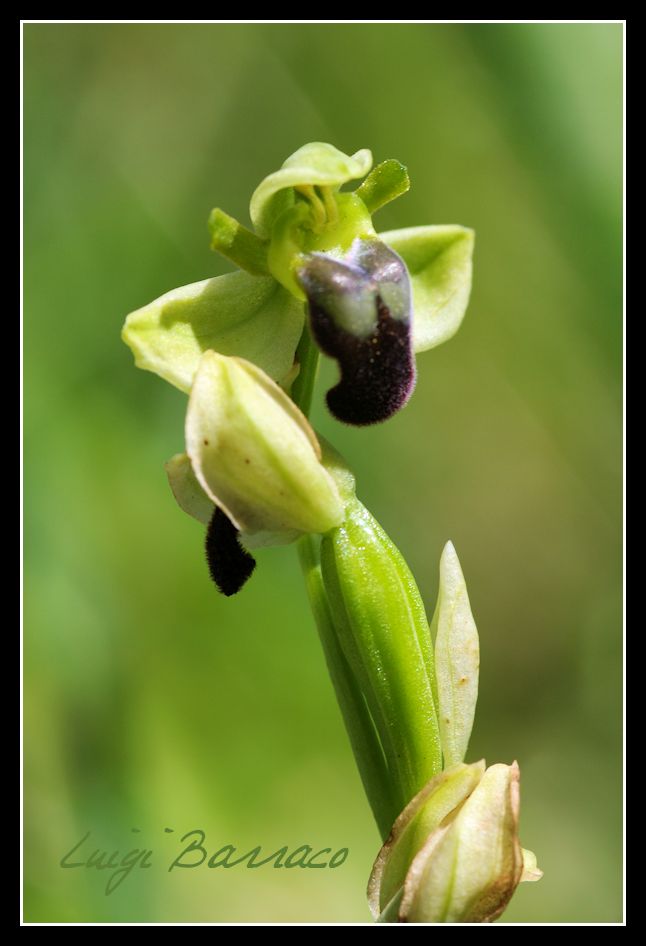 sorpresa a Scorace - Ophrys pallida