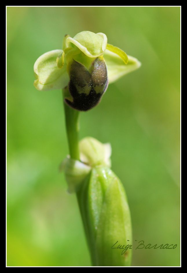 sorpresa a Scorace - Ophrys pallida