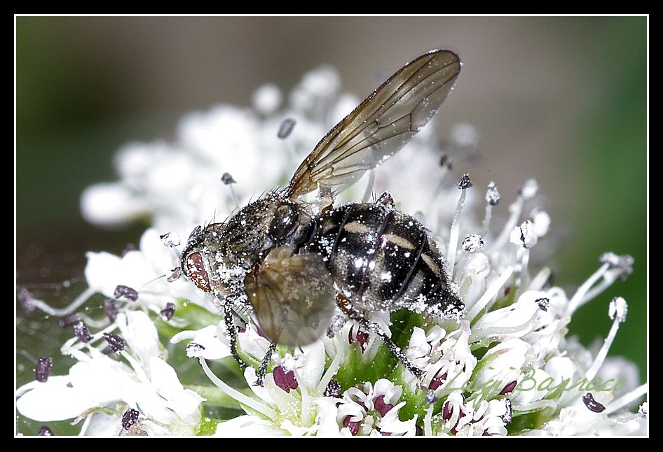 dittero, ma chi? Ulidiidae