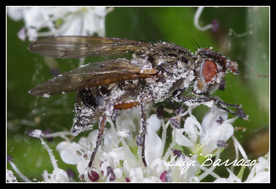 dittero, ma chi? Ulidiidae