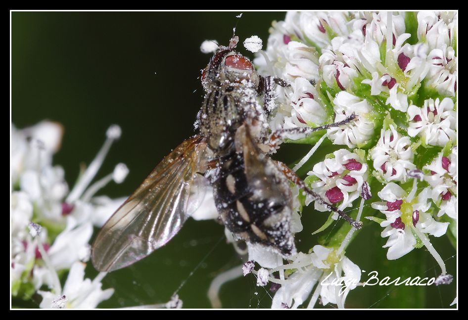 dittero, ma chi? Ulidiidae