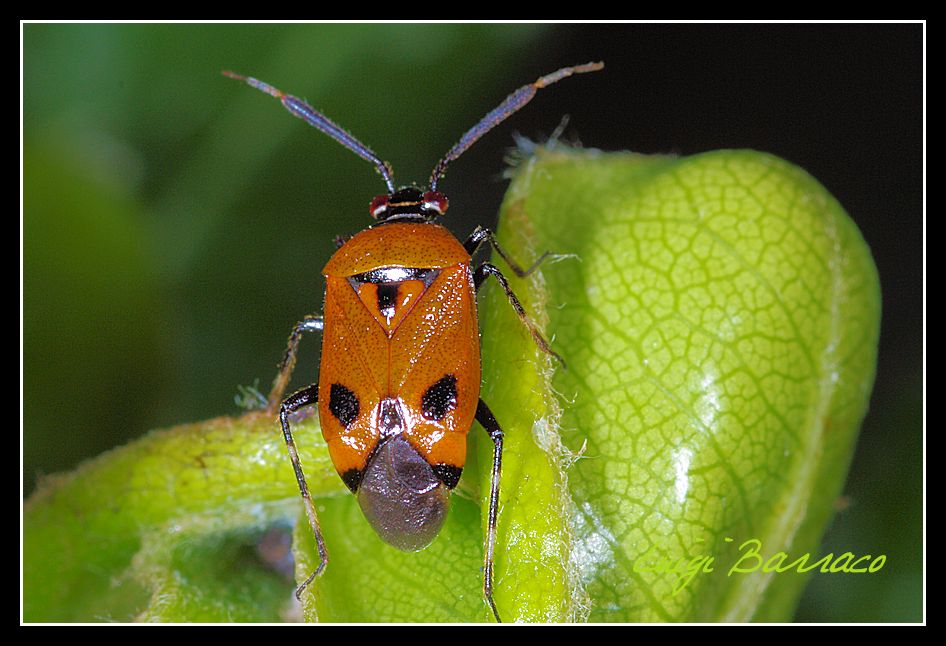 Tavola imbandita