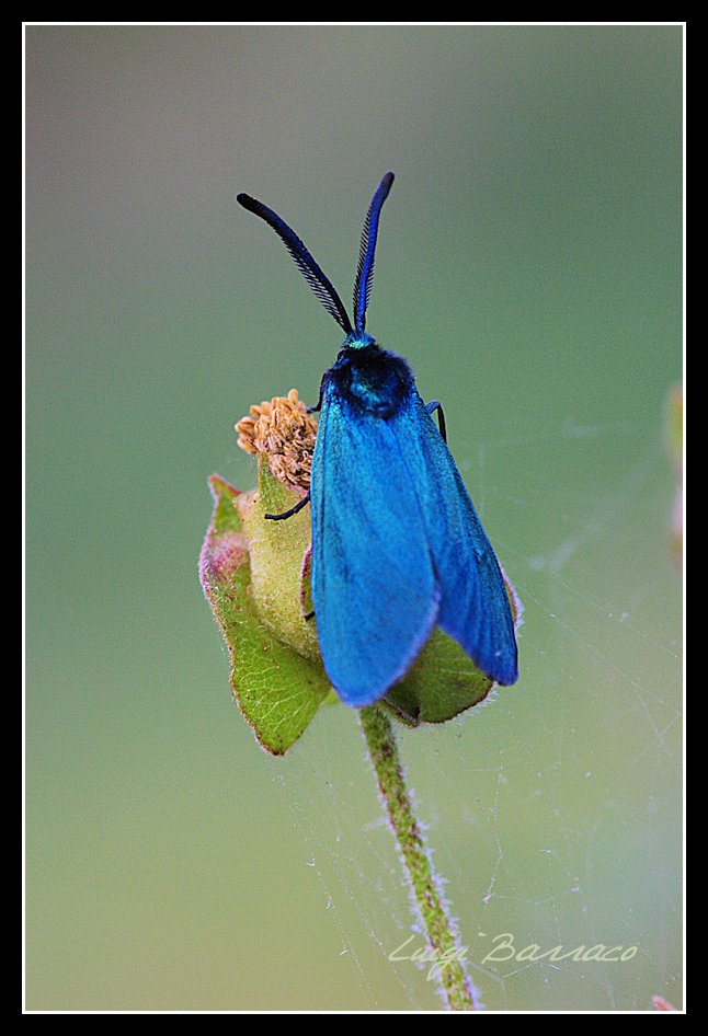 Jordanita globulariae