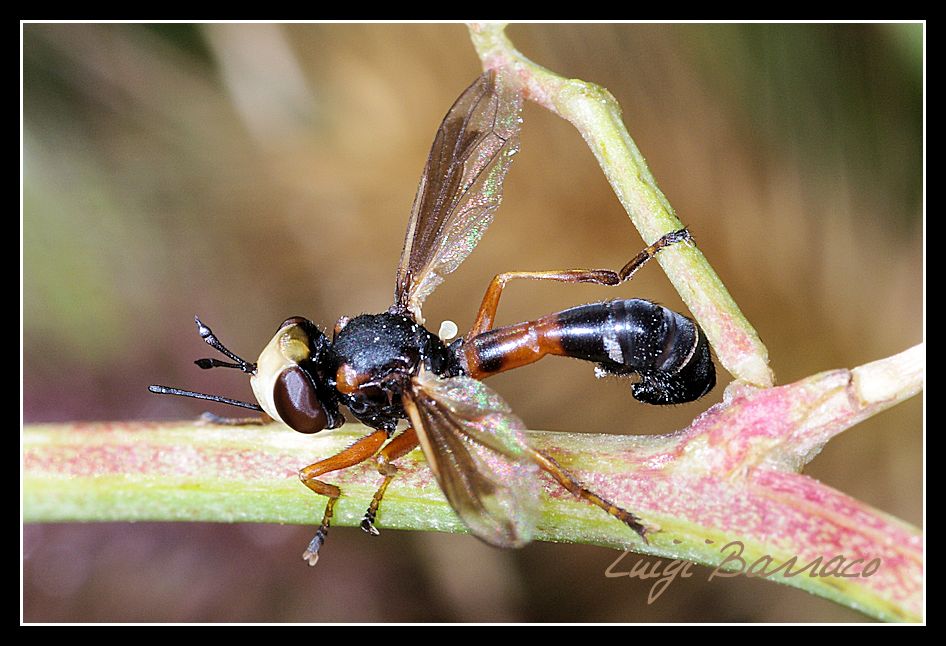 Physocephala sp