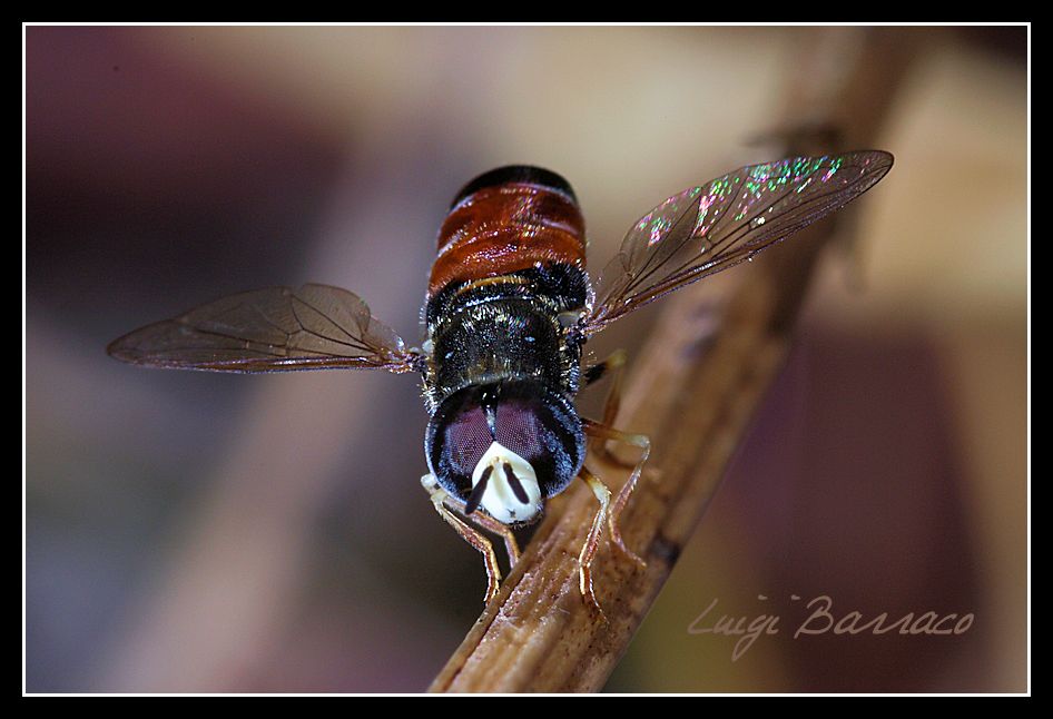 Paragus bicolor