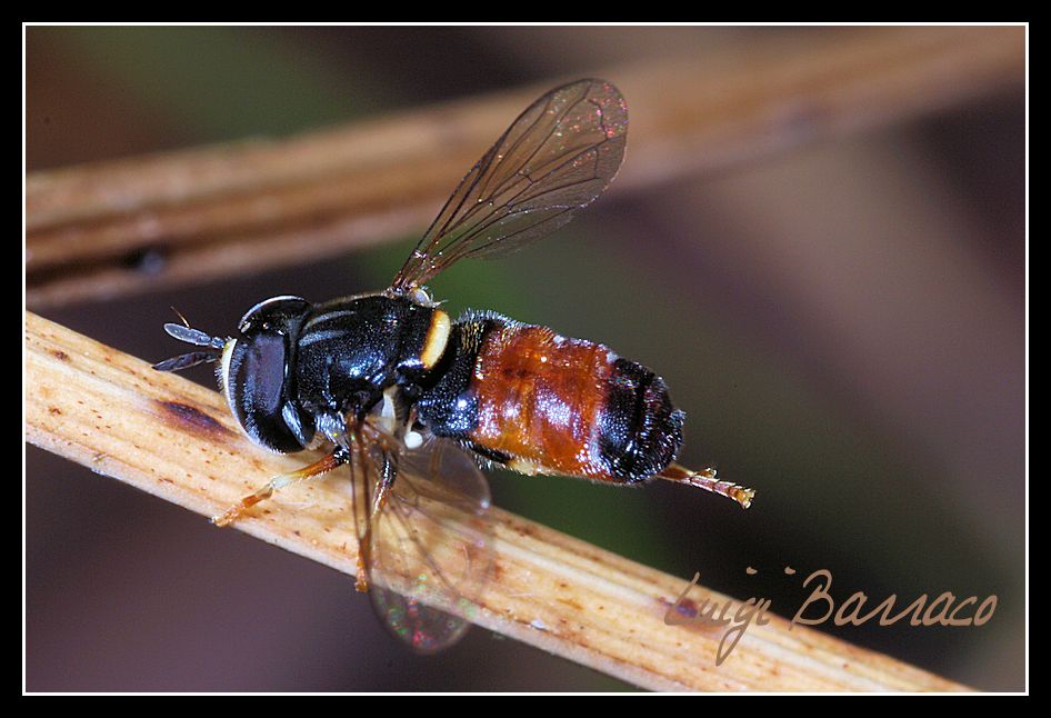 Paragus bicolor