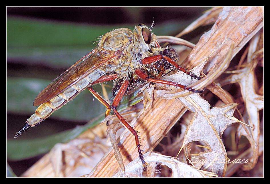 Super asilidae