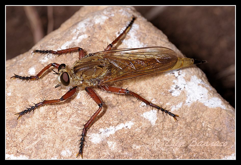 Super asilidae