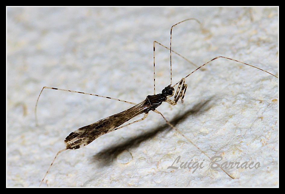 Reduviidae: Empicoris brevispinus (Puton, 1889)  della Sicilia