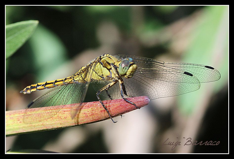 Onychogomphus ?