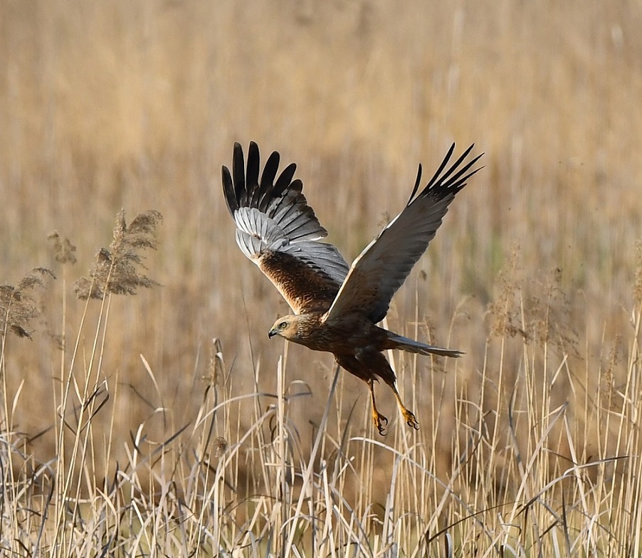 Falco di palude