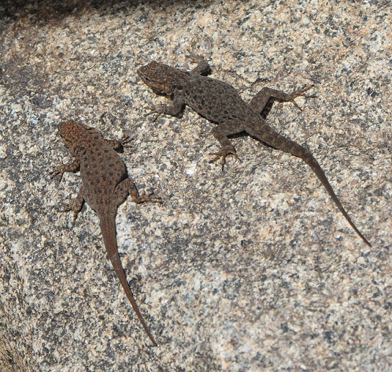 Sauri del marocco Quedenfeldtia moerens