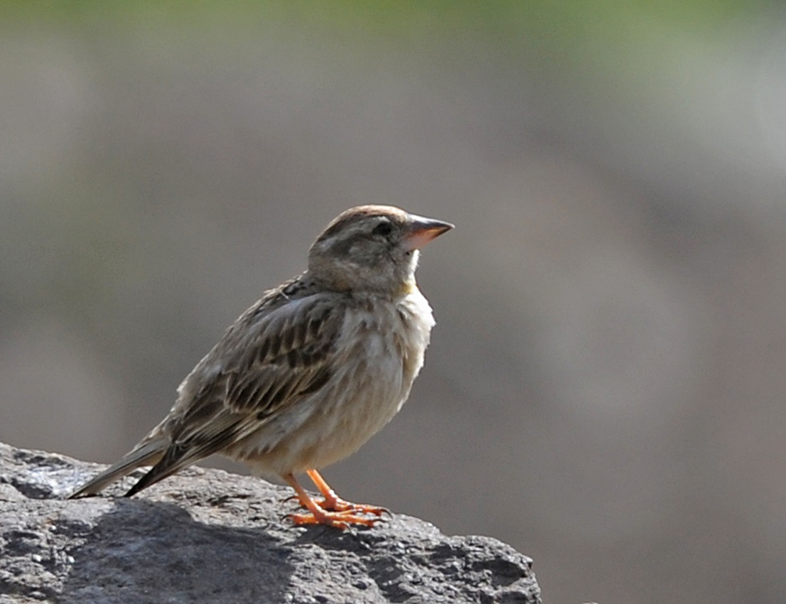 Passeridae: Petronia petronia  (Passera lagia)