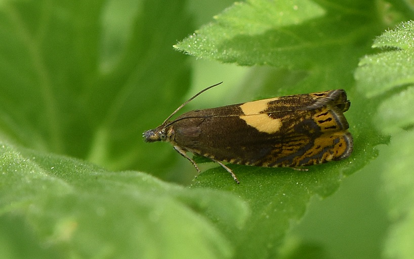 Dichrorampha sp. (cf. alpinana), Tortricidae