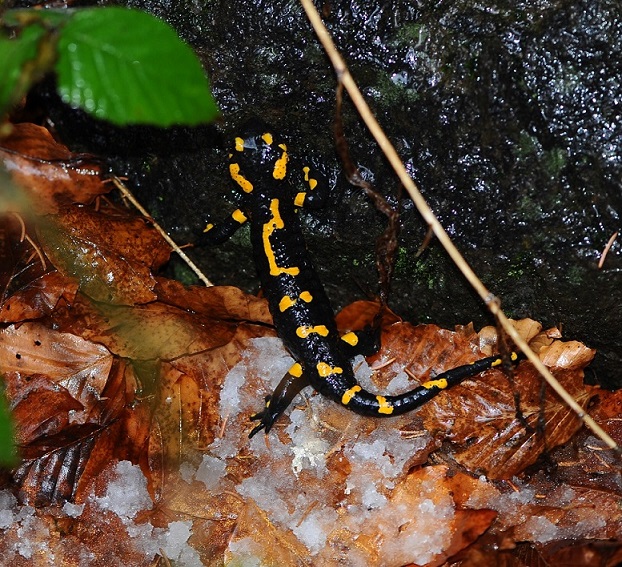 Salamandra salamandra