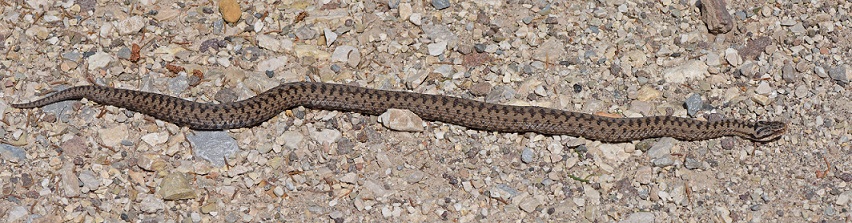 Vipera berus