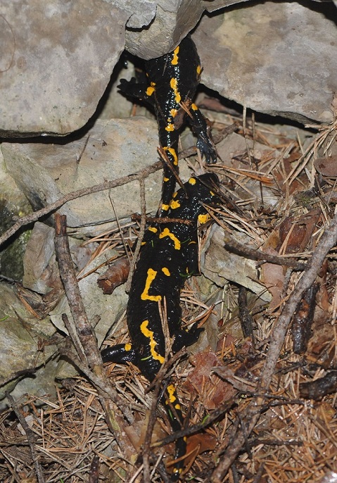 salamandra di gennaio