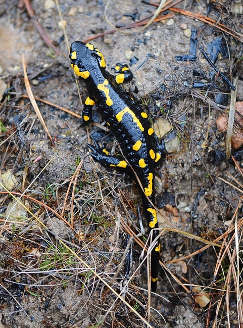 Salamandra salamandra