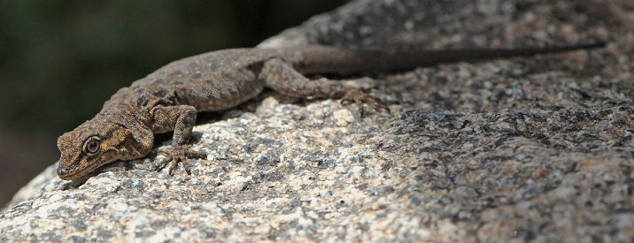 Sauri del marocco Quedenfeldtia moerens