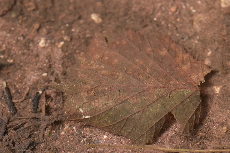 larva di Salamandra salamandra