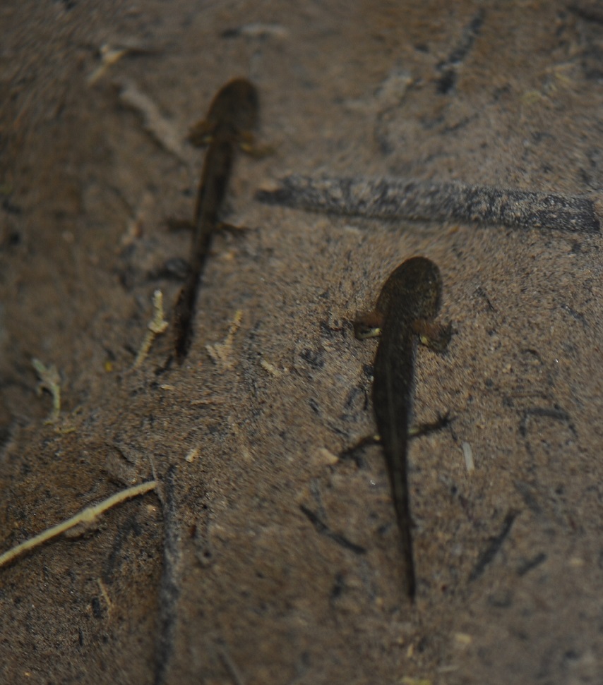 Salamandra pezzata