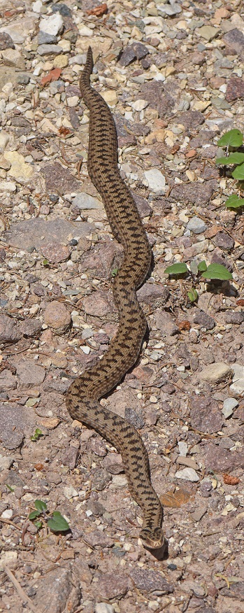 Vipera berus