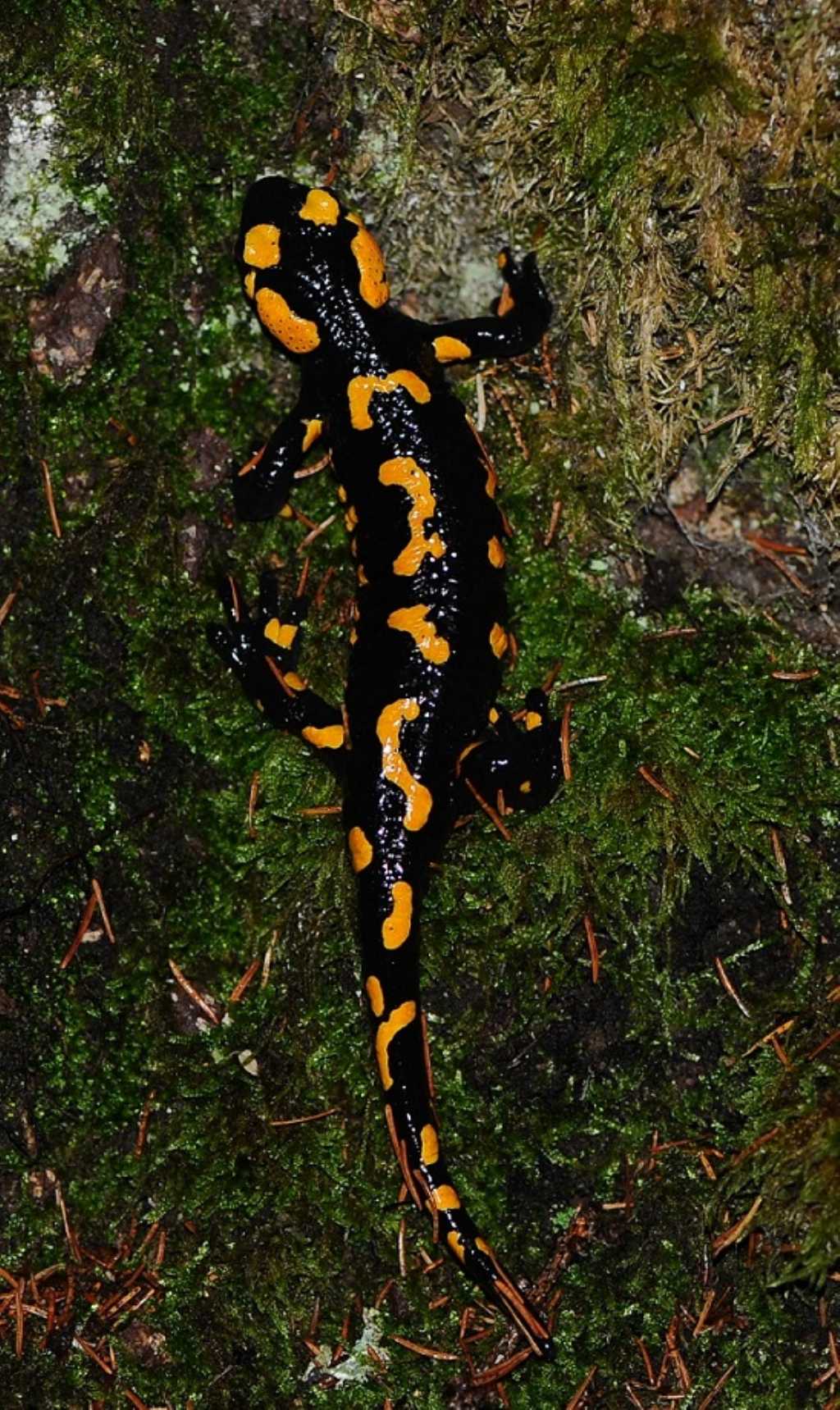 Salamandre di notte