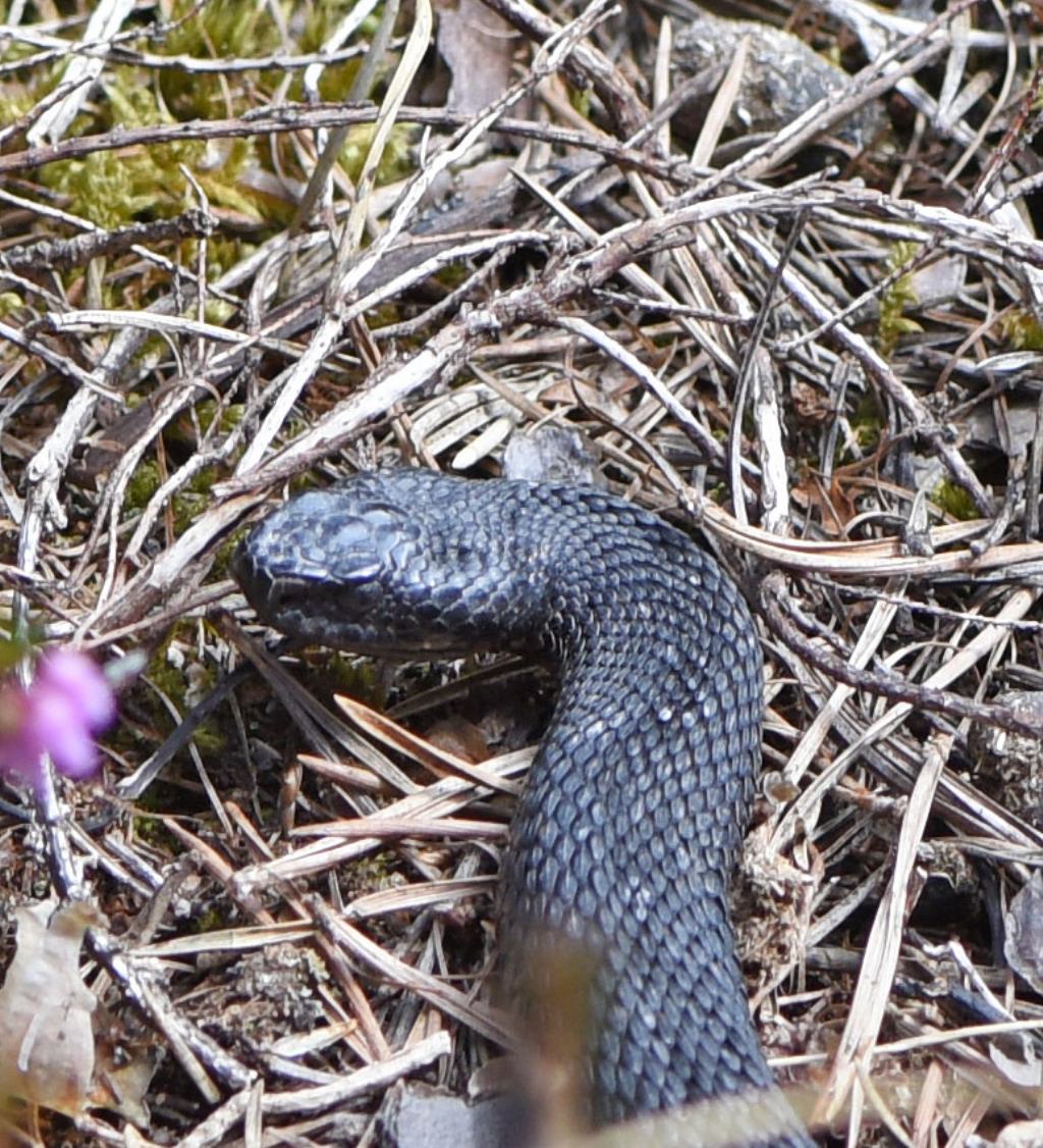 Vipera aspis