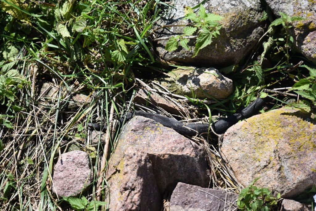 Vipera berus del Passo Lavaze