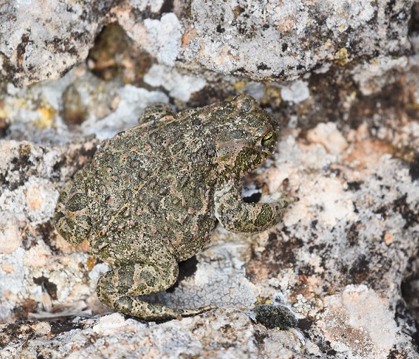 salto verso la libert...dell''Epidalea calamita