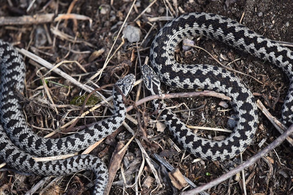 Vipera berus