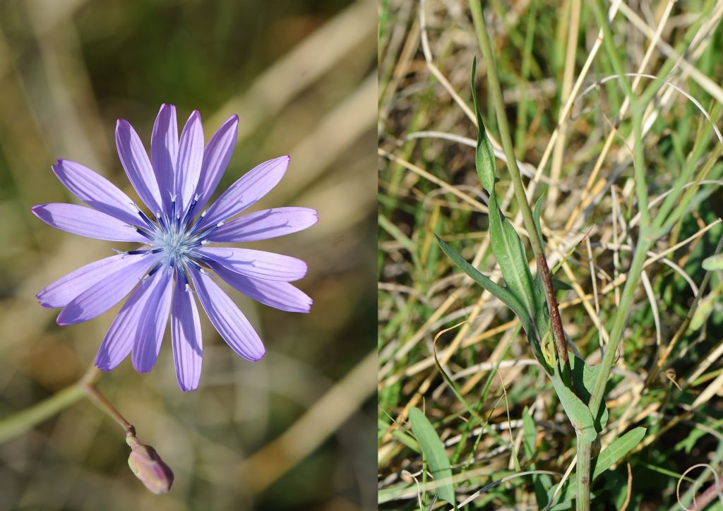 Lactuca perennis / Lattuga rupestre