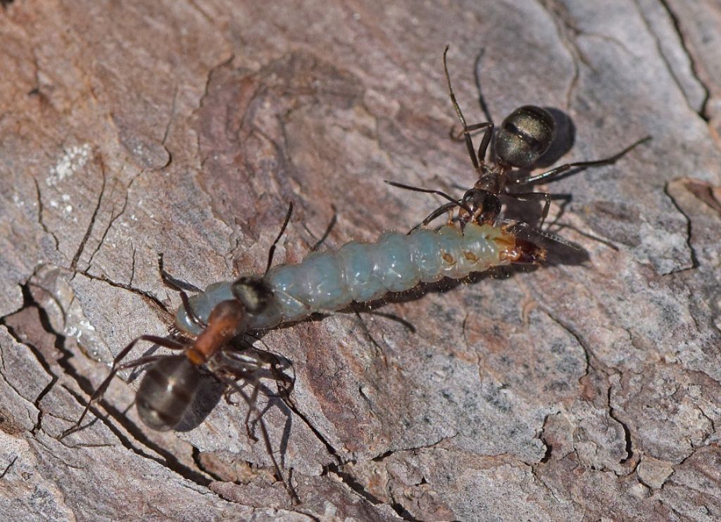 Identificazione bruco - Larva di coleottero Cleridae